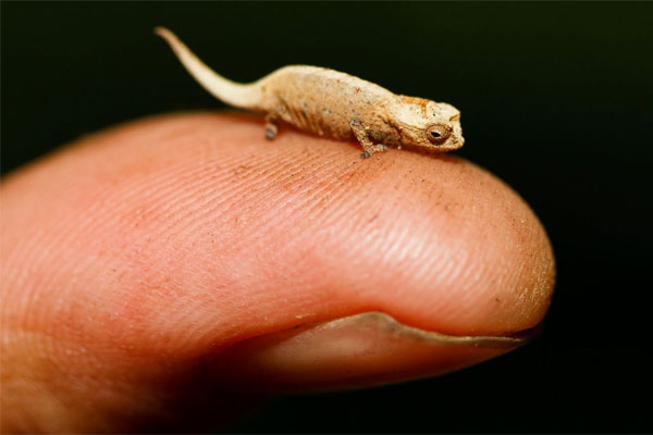 Loài tắc kè Brookesia Micra