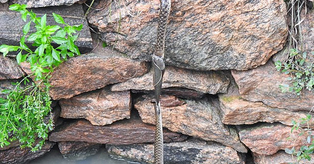 Cảnh tượng “chưa từng thấy” giữa hai con rắn đói mồi và con cá trê