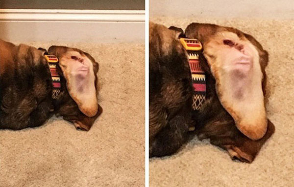 Chỉ là tai một chú chó đang ngửa ra thôi mà