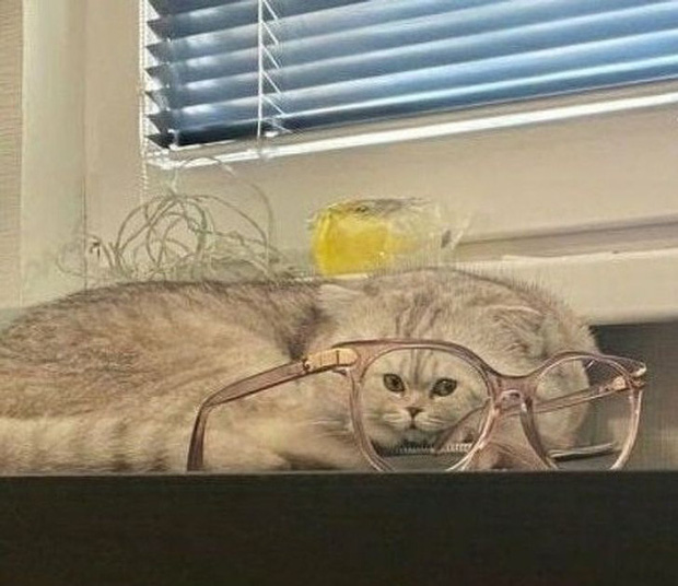 Một con mèo "khổng lồ" với khuôn mặt nhỏ xíu?