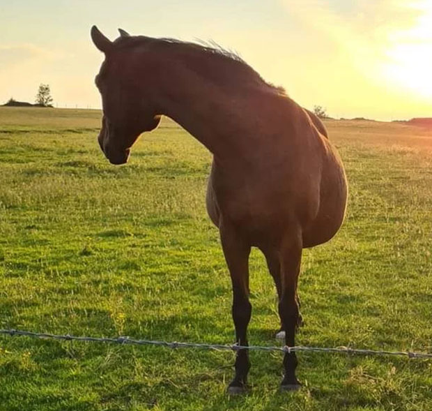 “Hai chân sau của mình đâu rồi?”