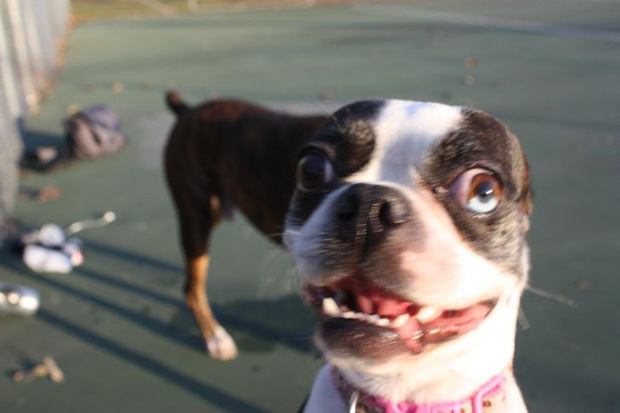 Một chú chó dài lưng?