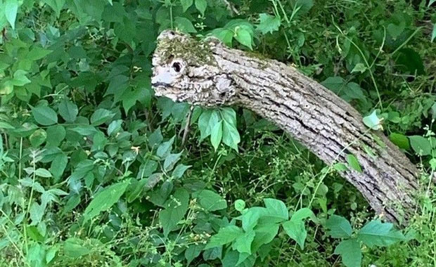 Khúc gỗ khô mà khiến nhiều người lầm tưởng một loài sinh vật kỳ lạ mới xuất hiện