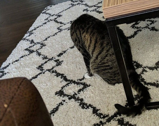 Đầu của con mèo đâu rồi?