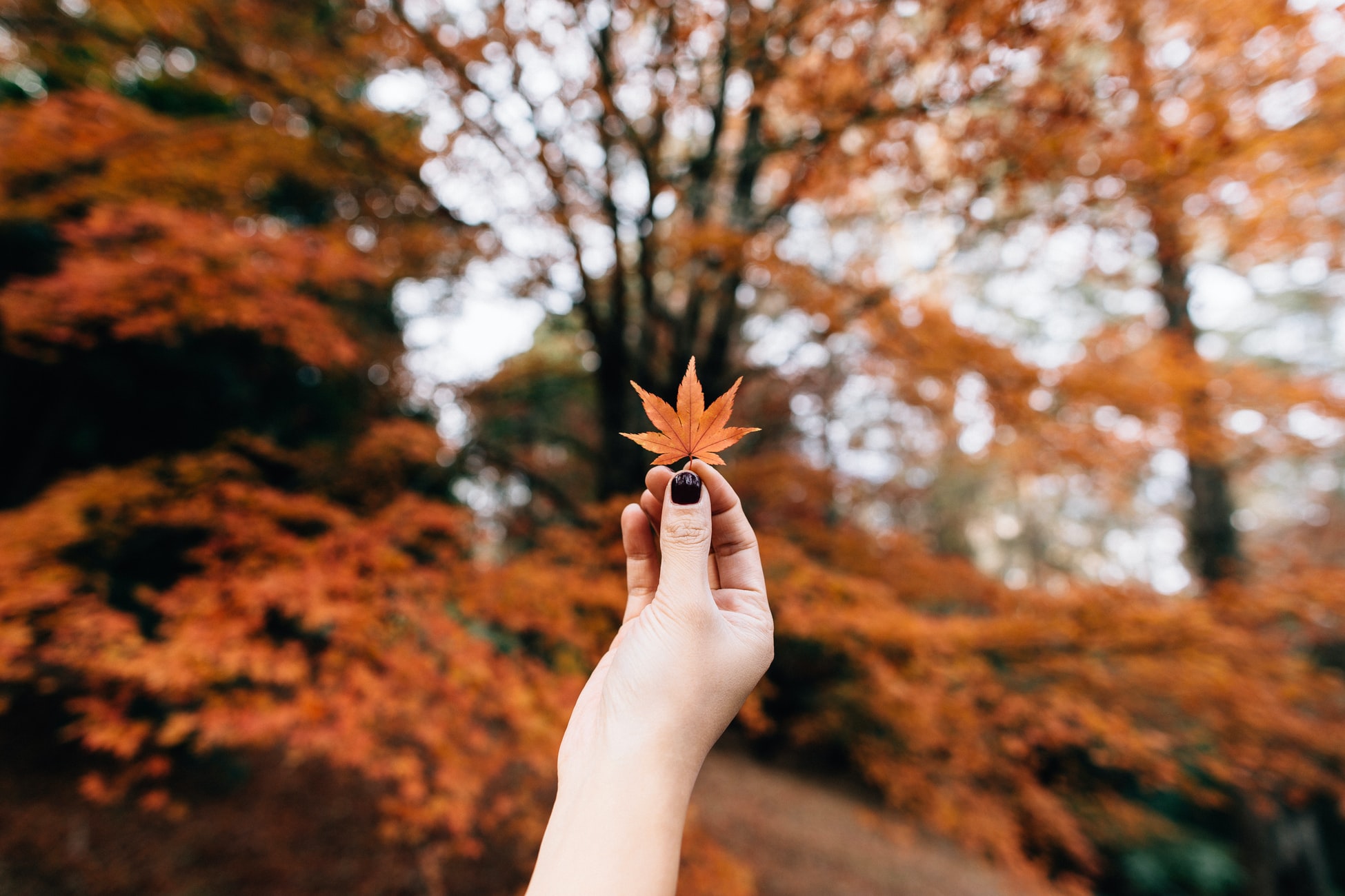Tải hình nền lá mùa thu đẹp cho iPhone chất lượng 4K