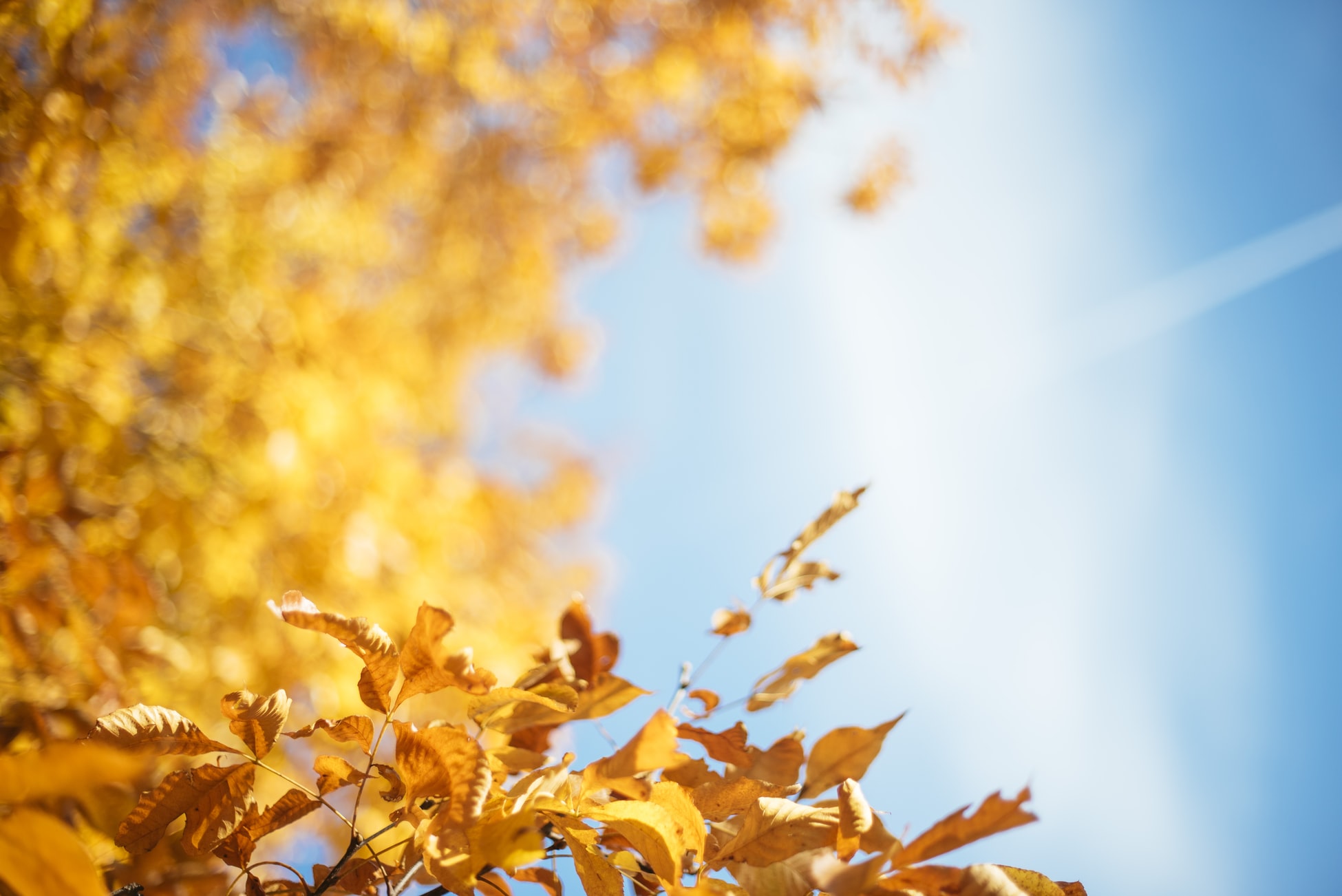 Hãy để cho bức ảnh hình nền mùa thu này đưa bạn vào một thế giới đầy màu sắc và tuyệt đẹp. Với những tông màu trầm ấm và những chiếc lá vàng rơi rụng, bạn sẽ không thể nhịn được sự hoài niệm về mùa thu nữa. Hãy ngắm nhìn và đắm chìm.
