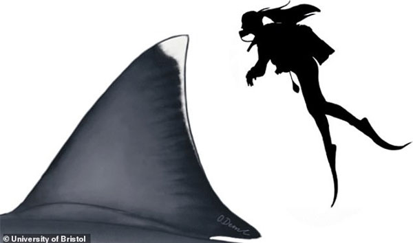 Vây lưng của siêu cá mập khổng lồ 