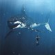 Xác định được kích thước chính xác của siêu quái vật Megalodon