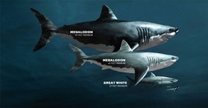 Xác định được kích thước chính xác của siêu quái vật Megalodon