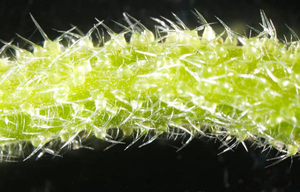Đây là loài cây đáng sợ nhất thế giới, tiết ra nọc độc giống bọ cạp Cay-Gympie-Gympie-2