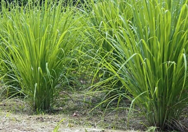 Trồng sả đuổi rắn 