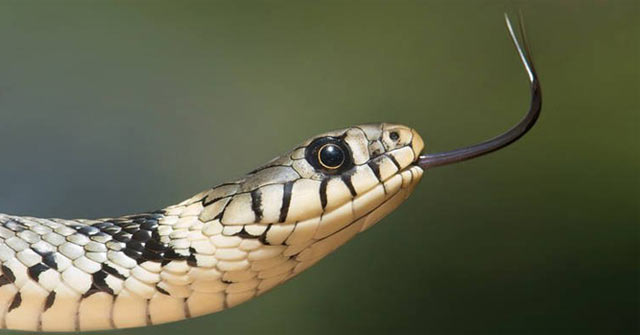 Mùi hương khiến các loài rắn độc sợ hãi bỏ chạy