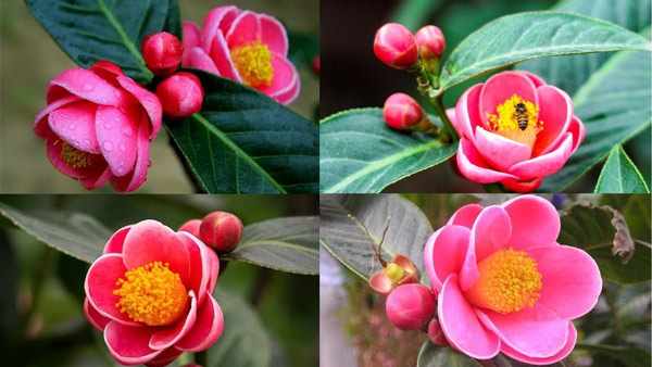 Hoa hải đường đỏ