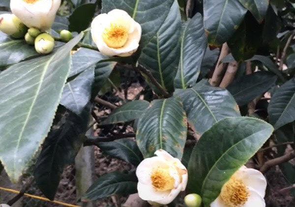 Hoa hải đường trắng