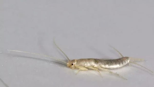 Mọt sách còn được gọi là bọ bạc