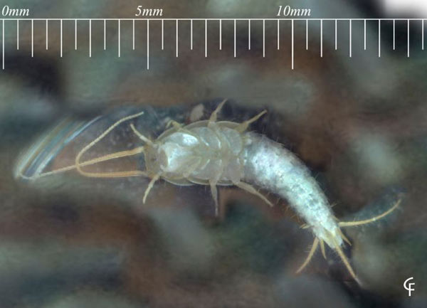 Ngay cả khi trưởng thành, độ dài tối đa của chúng cũng chỉ khoảng 1cm