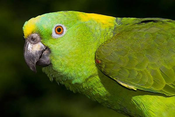 Yellow-naped parrot