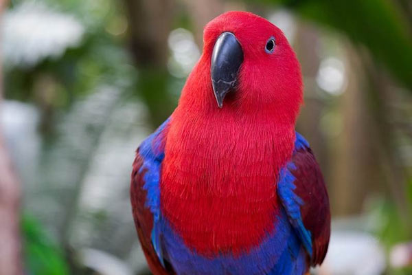 Eclectus Parrot