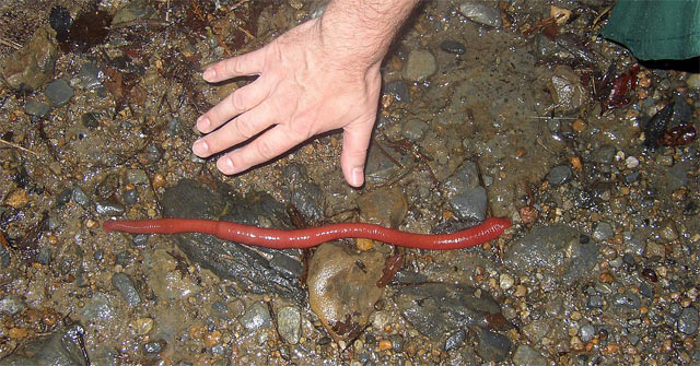 Đỉa đỏ khổng lồ 