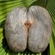 Coco de Mer, loại dừa lớn và đắt nhất thế giới