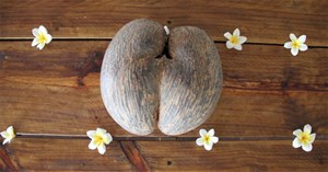 Coco de Mer, loại dừa lớn và đắt nhất thế giới