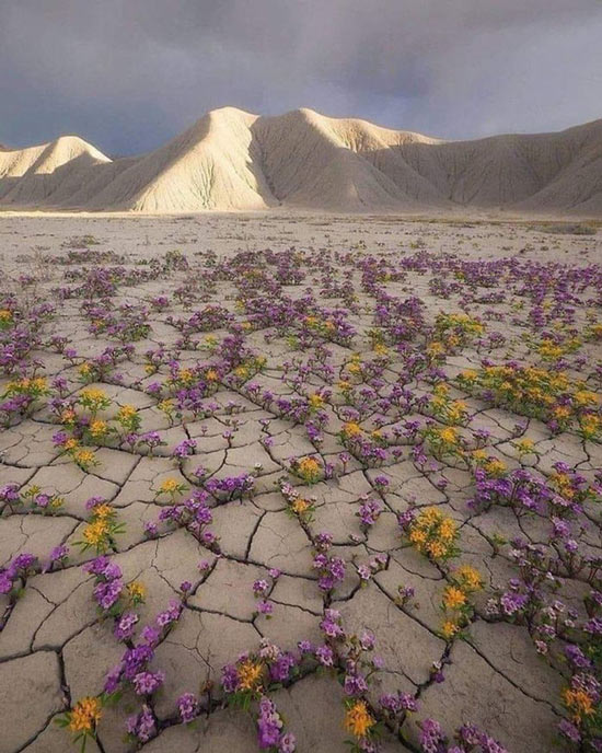 Lần hoa nở hiếm hoi giữa sa mạc Atacama khô cằn ở Chile