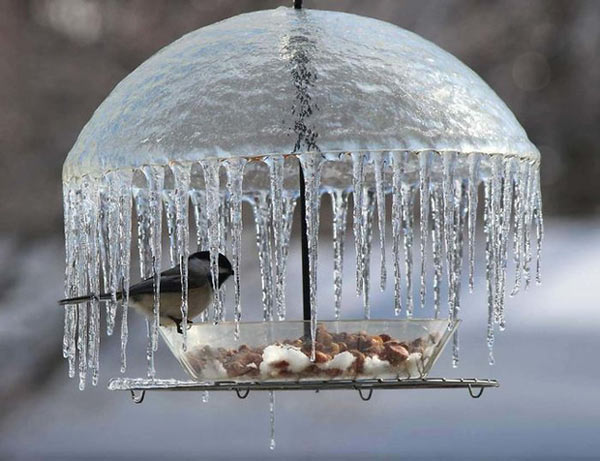 The beautiful ice umbrella protects the bird