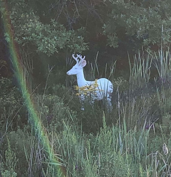 Rare albino deer