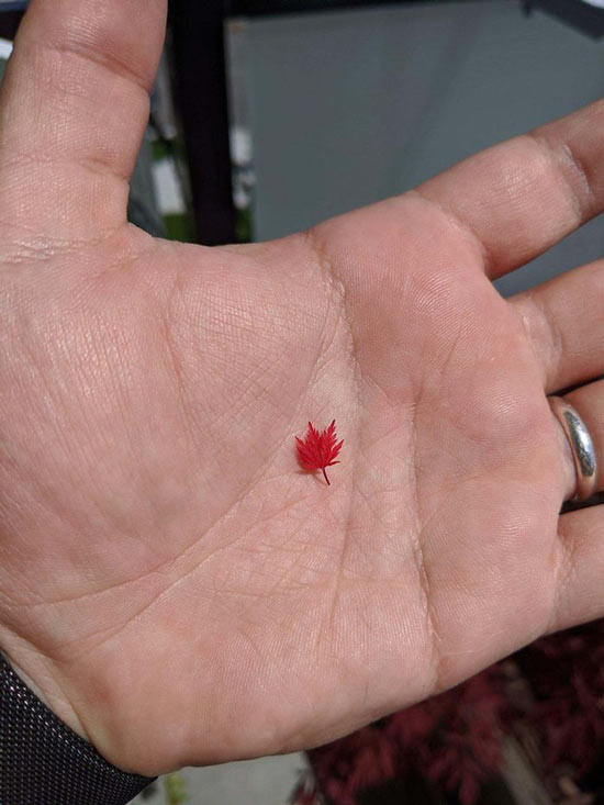 Tiny maple leaves