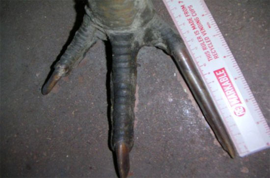 Chân của đà điểu đầu mào 