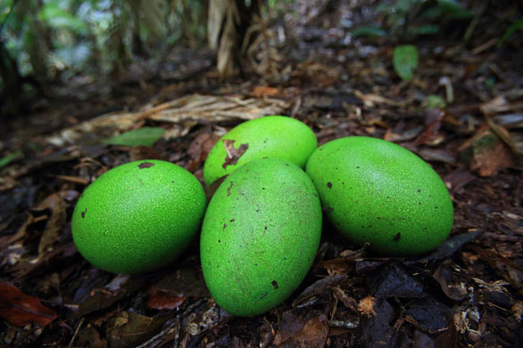 Trứng của đà điểu đầu mào 