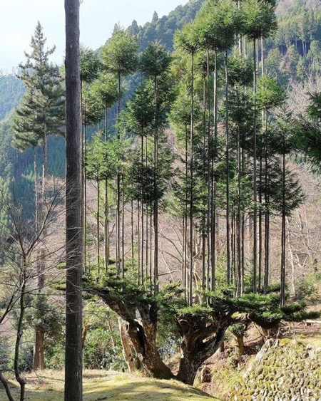 Kỹ thuật lấy gỗ không cần chặt cây Daisugi