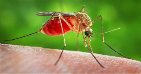 Cận cảnh muỗi dùng vòi xuyên thủng da vật chủ để hút máu khiến người xem nổi da gà