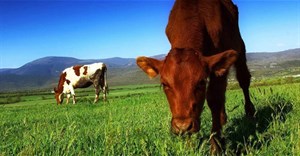 Tại sao trâu bò chỉ cần ăn cỏ mà vẫn có đầy đủ chất dinh dưỡng?