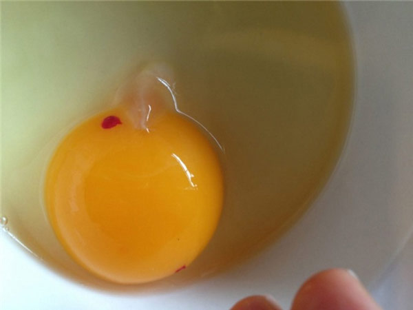 Vệt đỏ trong quả trứng gà