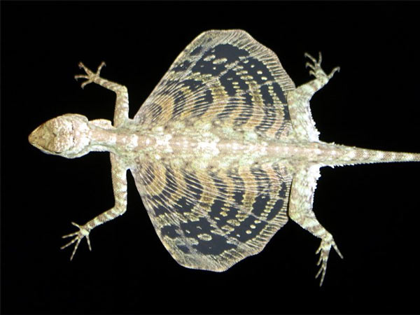 Thằn lằn bay Đông Dương