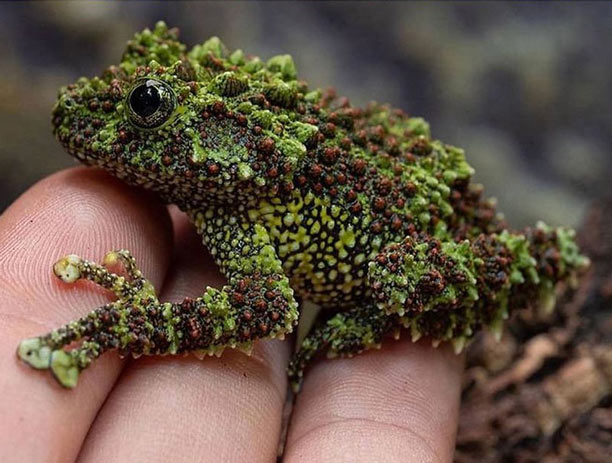 Ếch cây sần Bắc Bộ