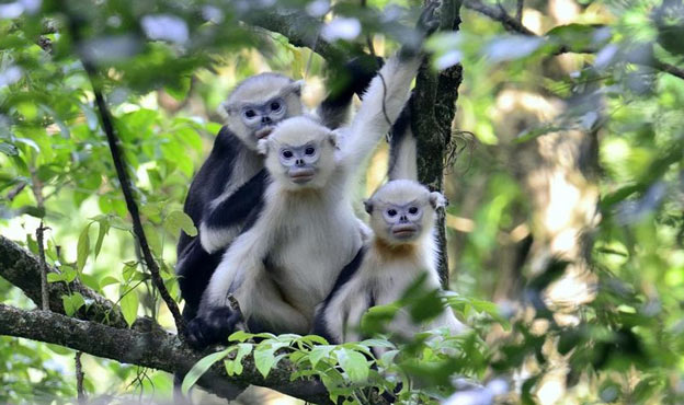 Voọc mũi hếch Bắc Bộ