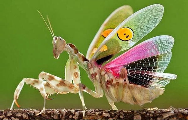 Bọ ngựa cánh xanh