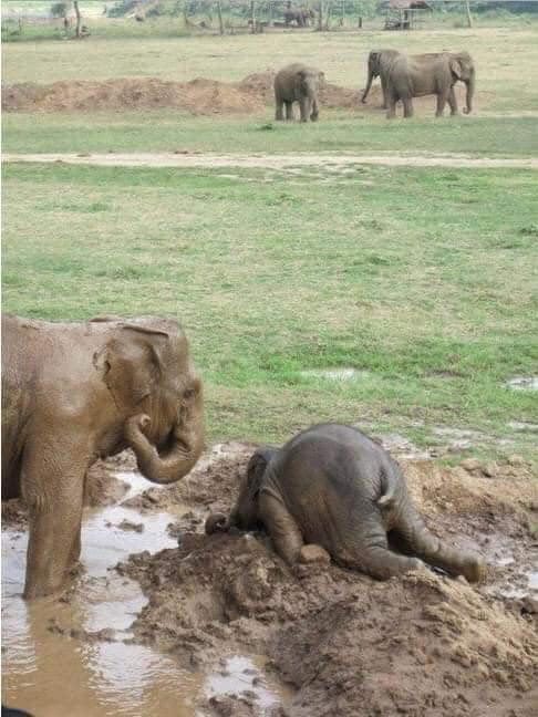Trong khi chưa biết cách sử dụng vòi uống nước, voi con phải vục cả miệng xuống sông, hồ