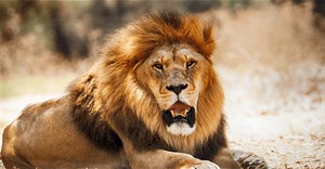 Đặc tính chưa từng được biết đến về loài sư tử vừa được phát hiện bởi Trí tuệ nhân tạo