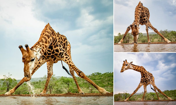 Hươu cao cổ uống nước 