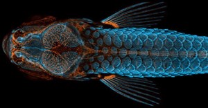 Mời xem những tuyệt phẩm vừa thắng giải cuộc thi ảnh Nikon Small World Photomicrography