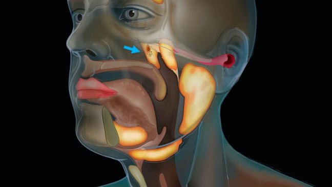 Cơ quan mới trên cơ thể con người