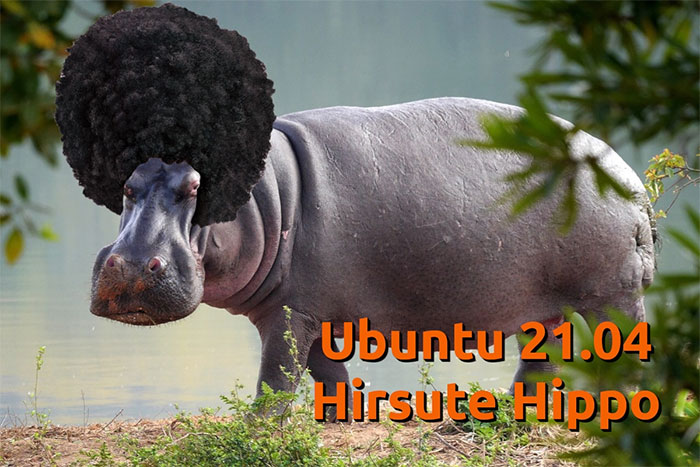 'Linh vật' của Ubuntu 21.04 sẽ là loài hà mã