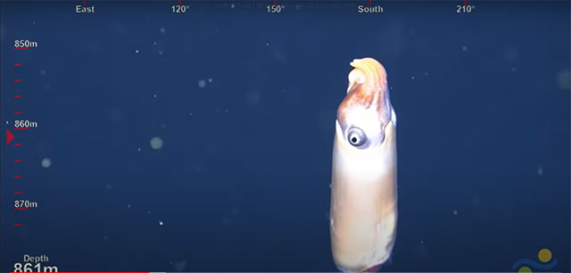 Mực Spirula spirula