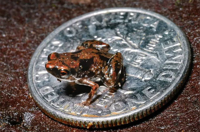 Paedophryne amauensis