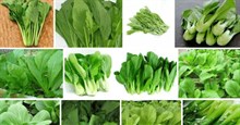 Phân biệt các loại rau cải phổ biến dành cho hội chị em vụng