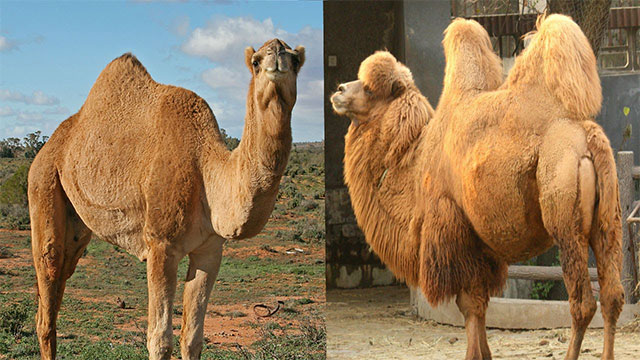 Lạc đà Dromedary (1 bướu) và lạc đà Bactrian (2 bướu)
