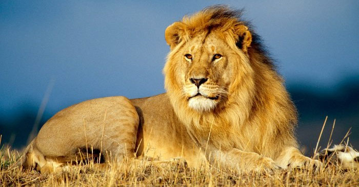 Sư tử là giống mèo lớn thứ hai trên Trái đấ